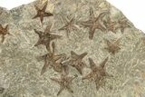 Wide Slab With + Fossil Starfish & Trilobites #234590-3